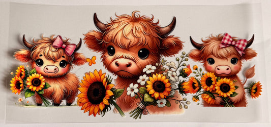 Highland cows