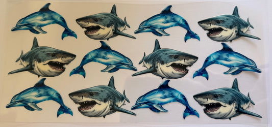 Shark and dolphin